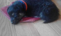 Female puppy to good home.&nbsp; Mixed breed Australian Shepherd/Husky/?.&nbsp; She has first puppy shots and be wormed.&nbsp; She is 11 weeks old, friendly and smart.&nbsp; She is good with other dogs, cats, people, and children.&nbsp; She is