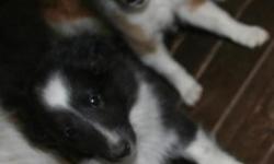 1 black and white female and 1 sable female . date of birth 3/25/11 , taking deposits, they will be ready for their forever home on 6/25/11. Raised in my home and very loving babies . We rarely have any shelties but
we have these two loving females if you