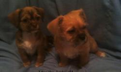 I have 3 Shih-Tzu and Chihuahua mixed puppies. They are 8wks. old. They are $100.00 to good homes only. Mom is Shih-Tzu and dad is Chihuahua. They have had their first shots and dewormer. Just email, text or call for more info.