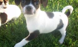 You can view our website here: http://www.blessedpups.net
We have 1 Shi-Chi Spaniel (shih tzu, chihuahua, american cocker spaniel), female, nicknamed Miss Kitty for our records. She is a timid girl and will act fearful at first but after a few minutes of