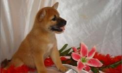 Must See; Very Pretty *Shiba-Inu*;The Nicest Pups; Males Available; Pedigree Papers; Up To Date Shots & Deworming; Microchip With Pups ID; Pups Weight Only :-(4-Lbs); Pup's Age:- (9) Weeks Old; Florida Health Certificate; Males And Females Available;