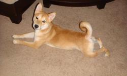 Male shiba inu 9 months old. Please email for more info or for pics