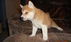 &nbsp;CKC SHIBA INU FEMALE PUPPIES. I HAVE BEAUTIFUL HOME RAISED RED & SESAME. THEY HAVE HAD THEIR 1st PERMANENT SHOT AND ARE UP TO DATE ON THEIR WORMINGS. THEY WERE BORN ON OCTOBER 28th,AND ARE READY TO GO TO THEIR "FOREVER" HOMES. THESE GIRLS ARE FULL