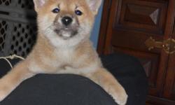 I have a red male CKC registered Shiba Inu. He is 10 weeks old, D.O.B 12/5/10.He has had his 1st shot and is up to date on his wormings. Parents are on premises if you would like to see them.He is full of energy and ready to entertain you for hours. If