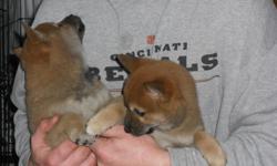 I have 1 Shiba Inu puppy for sale, he is a red male, born12/5/10. He has had his 1st permanent shot & been dewormed. Parents are on premises if you would like to see them. He is full of never-ending energy and looking for a new permanent home to entertain