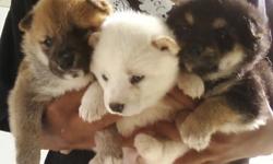 SHIBA INU PUPPIES. READY SOON! TAKING DEPOSITS NOW! SOLID WHITE IS $850 BLACK/TAN AND RED IS $650. THEIR DEWS ARE DONE AND THEY WILL LEAVE W SHOTS, WORMED ETC. PLEASE JUST EMAIL THX!