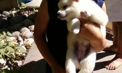 SHIBA INU PUPPIES, READY NOW! 1 WHITE/CREME MALE $750. SHOTS, WORMED, DEWS, ACCESSORIES. FAMILY RAISED INDOORS BY LOVING FAMILY. *LOCAL* 719-597-6402