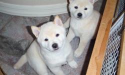 These two adorable fluff balls are ready to take home now. They will be 7 weeks old on 3-7-11. They are pure bred Shiba Inu cream colored. I have both registered parents on site. These cuties will not last long once seen. There is one male and one female.