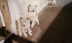 SHIBA INU PUPPIES.**RARE WHITE MALE $750, LAST ONE!!! **LOCAL** BORN 11-29-10 READY NOW! SHOTS, WORMED, DEWS, LEASH, COLLAR, TOY AND BED. HAND RAISED INDOORS W/CHILDREN/PETS. 405-239-6081. PLEASE DO NOT EMAIL THANKS.