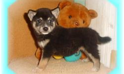 This baby boy is a beauty. He is 3/4 Shiba Inu and 1/4 Eskimo. He is very smart and loves to learn. He would love an active family to call his own.
He is micro chipped. He comes with his first series of shots, wormings and a Vet Health Certificate. He