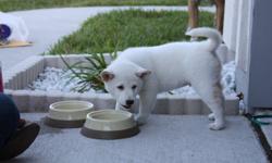 Rocky is a 8 month old potty trained puppy! He is a rare white with toasted almond ear tips! He loves kids! He loves to run and play and also lay in your lap! He is a very loving dog and will greet you when you get home! He is up to date on all his shots!