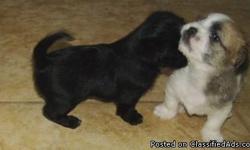 ShiChi Puppies 6 weeks of age
Designer Breed best of both worlds. Tiny Puppies
Temperament of both breeds :
The Shih-Tzu is an alert, lively, little dog. Happy and hardy, packed with character. The gentle loyal Shih-Tzu makes friends easily. They make a