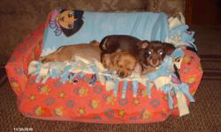 Two male puppies.Their mom is a white and chocolate colored shi tzu.The dad is a black and tan chihuahua. They are 12 weeks old. Chance is tan with a white paw . Bear bear is chocolate colored. They have had their first shots and deworming.No phone calls