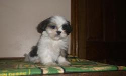 Adorable Shichon or zuchon which ever you wish to call these lil cuties they are 1/2 shih tzu and 1/2 bichon frise. They are non-shed and hypo allergenic, make wonderful family dogs and are great with children. And not to mention very easy on the eyes!!!