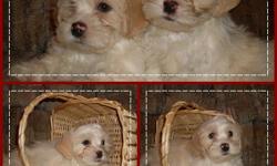 I am selling Shichon puppies. They are Bichon and shihtzu mixed. They are very playful puppies who would make anyone a great pet as they are non shedding and hyperoallogenic. They have been vet checked, had first shots, and been dewormed as well. We are
