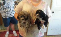 Hello- I have some very cute puppies they are 8 weeks old frist shots and wormed. Mom is poodle and Dad is shih Tzu. They are very fat and heathly. Males and females.