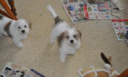Shih-poo Puppies for sale $250.00, 3 males, 9 weeks old, non-shedding, family raised, grow to 8-12lbs, have shots & vet visit. Call 585-924-3224 for more information.
