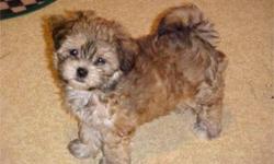 I have a litter of female Shih Poo (Shih Tzu and Poodle) puppies. 2 blk/wht. They are up to date on their vaccines and worming and they come with a 1 year health warranty. They are hypoallergenic and love to play. Come pick one out today. Call Shea