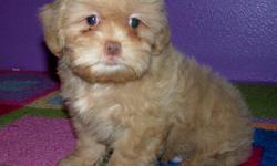 Shih-Poo puppies for sale $400 each. 1 male and 1 female. Parents weigh 6 pounds and 8 pounds. Dob 11/5/10. Pups are up to date on vaccinations/dewormer. Located in Grannis, Ar. 561-688-3521
