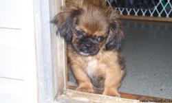 I have a beautiful little shih-tzu male for sale. He is 16 weeks old and does not even weigh 4 pounds. Upto date on shots and wormings. More info call 205-495-1877. He is CKC registered.