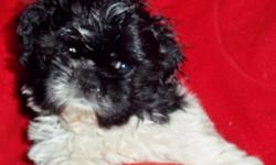 we have a male, ckc shih-tzu born december 15th, ready for adoption... black with white markings, good blood lines, first shot and wormings... asking 250... for more information call 561 688 3280