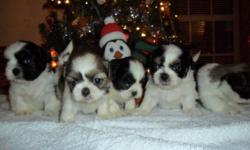 Pure Breed Shih-Tzu puppies. I have 3 girls 2 boys. Great for Christmas. Will not get over 10lbs. They are very playful. good with kids. great pets.Pure Breed Shih-Tzu puppy. I have 1 female left. She is white and black with lil brown on her face. she 8