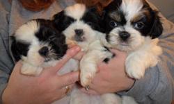 Pure Breed Shih-Tzu puppy. I have 1 female left. Will be ready for Christmas. Will not get over 10lbs. They are very playful. good with kids. She is white and black with lil brown on her face. she 8 weeks old wormed and has had her first shot.