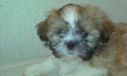 Full-Blooded Shih-tzu Puppies. 4 Female 2 Male 8 weeks old.