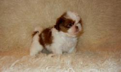 Happy, Healthy, In House Hand Raised Shih-Tzu puppies. All of our puppies are smart, beautiful and have very sweet dispositions. Our puppies are of Exceptional Quality and Beauty. Funluvinpups is happy to make available this Beautiful sweet and loving
