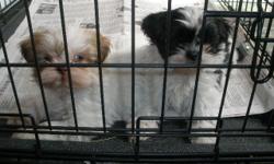 2 Shih-tzu puppies left, boy black and white. Girl brown and cream. 8 weeks old and paper trained already. They have had shots and have a clean bill of health. Registered with CKC.