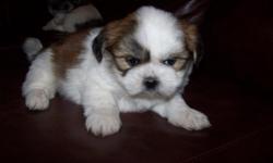AKC Registered Shih-tzu puppies for sales. All pups are male. I have 4 to choose from. They are very playful and loving.Call:252-229-8254 or 252-638-8254