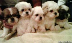 Shih-Tzu puppies need a home just in time for Christmas! They are all CKC registered and have received their 6 weeks immunizations. Pups were born on 10/27/2010. Very cute, lovable and looking for a great home!! For more information please call