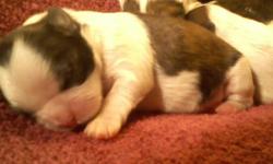4 shih-Tzu males born September 1st, 2012. $600.00 Both parents are up to date with shots. email me if you are interested. marynavarro1977@gmail.com