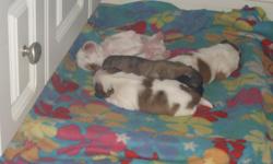 I have 4 , 5 weeks old shih-tzu puppies , very sweet , is in great potty training on pads and eatting puppy food great .. UTD .. have 2 males and 2 females.. I live in Loretto, TN and feel free to call me or send email ... 931-853-4102 or