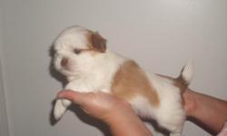 I have 4 shih-Tzu puppies that are 5 weeks old now ... 2 females and 2 males .. well into potty training on pad and going out doors.. We live in Loretto, TN... Call 931-853-4102 or email btbdavis@ aol.com for more information..