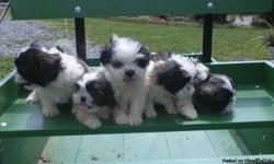 **FOR SALE**
1 Male 4 Females Pure Breed Shih-tzu(No papers). Puppies ready NOW. They have been vet checked, wormed regularly. had first set of puppy shots and dewclaws removed. Price is 300 for the male and 350 for the females. If your interested please