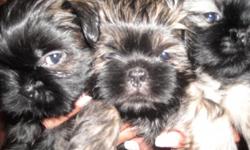 ABSOLUTELY ADORABLE SHIH-TZU PUPPIES FOR SALE!!! I have two 10 week old males left - both LIVER in color. (Liver is the rarest color in this breed, which is a brownish/black color and when shaved down, they have brindle markings. I am asking $400 each.