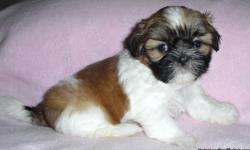 Imperial Shih-Tzu puppies
A.K.C. registered with papers.
(very small) Will weigh 5-7 pounds full grown.
Current Vaccinations and dewormed.
Flea and tick protected.
Family raised in my home.
3 females and 1 male. $800.
Sharon 940-691-1172