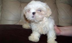 I have one CKC Reg. Shih-Tzu puppy who has had his first shot's and has been wormed. If you would like to see him he will be at Flea Land of Bowling Green Ky. inside at booth 64A on Sat. and Sun. from 9AM to 5PM or you can call Amy at 270-780-4395 . I can