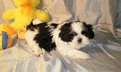 "Lilly" AKC, Female Shih-Tzu Puppy, born 01-11-2011, Black/White, 8-10lbs at maturity. First shots wormed and one year replacement guarantee. Call Terry at 202-326-3300. e-mail: sweettzus@yahoo.com. We are located sixty mile north of Saginaw Mi.