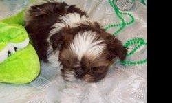 "Suzy" Female, Born 01/13/2011, Tiny Type, First shots, wormed and one year replacement guarantee. Call Lori at 561-688-3462 or email: loil517@hotmail.com website: north-country-shih-tzu.com