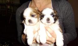 Adorable Red&White 7 wk old pups. 1st shot Wormed and ready for new home. Call for more info at (520) 204-5741.
