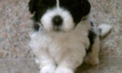 Hello I have 6 Shih Poo puppies that will be available June 10 ,5 females and 1 male , the puppies will come with there first set of shots and will be dewormed .The mother of the puppies is a poodle and the father is a Shih Tzu ,so the puppies will be