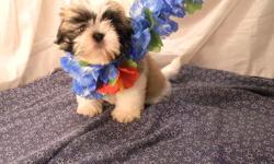 AKC registered male Shih Tzu that is already neutered puppy $275. Brown & black male Shorkie, $250.