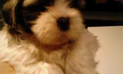 Shih tzu puppies for sale.6 weeks old. Born 10/10/12. 4males 2 females. All white and brown. Please call --.