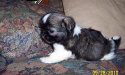 Cuddly, Sweet, Loving, Smart, Happy, Healthy, Perfect house pet and companion, Purebred Shih-Tzu Puppies. Parents on site. Males and females. See pictures at www.toosweetkennels.com. 828-586-1842.