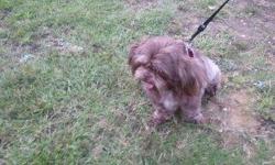 Shih Tzu proven female chocolate good momma very sweet bred to a chocolate male she is almost 2 years old. She is due Jan 16th.