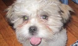 Adorable, male, born 06/07/2011, beige and white, looking for a good home.