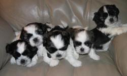 Sire: Reg. Full shih tzu, Dam: 3/4 shih tzu 1/4 Mini Cocker (new breed)
5 weeks old. DOB 2-14-2011 and ready for a new home.
Questions, email : moonkidz@embarqmail.com for appointment.