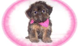This baby girl is a cutie. She is sweet and very gentle. She loves to play and have fun. She is a Brussels Griffon and a Shih Tzu mix-"Shiffon". She would love to be your new lap baby. She is hypo allergenic and has a beautiful non shedding hair coat.She